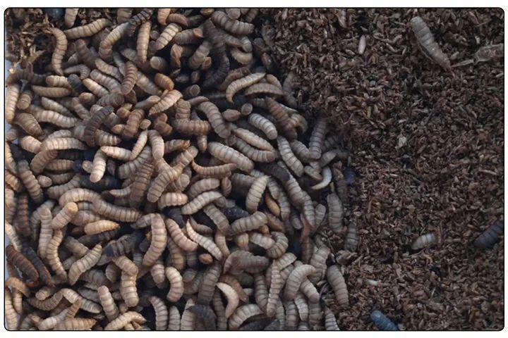 潔匠凈化·的凈工業(yè)除臭劑_黑水虻養(yǎng)殖實地設計除臭方案,工業(yè)除臭劑解決惡臭難題!