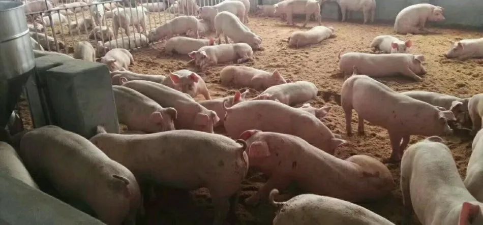 潔匠凈化·的凈工業除臭劑_養殖場氨氣的危害有哪些？