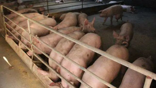 養殖場臭味難治理?潔匠凈化幫您輕松解決!.jpg 養殖場臭味難治理?潔匠凈化幫您輕松解決!.jpg