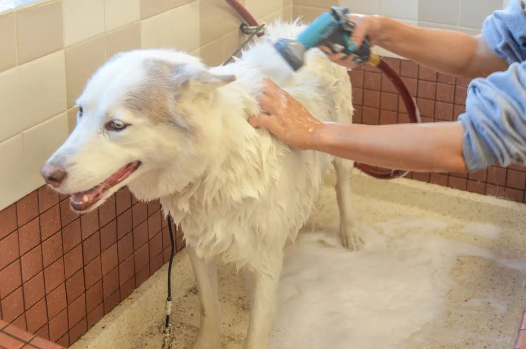 寵物氣味彌漫整個(gè)屋子,潔匠凈化教您如何除味.jpg 寵物氣味彌漫整個(gè)屋子,潔匠凈化教您如何除味.jpg